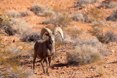 Nevada Çölü 'nde kışın bir çöl koyunu arabası.