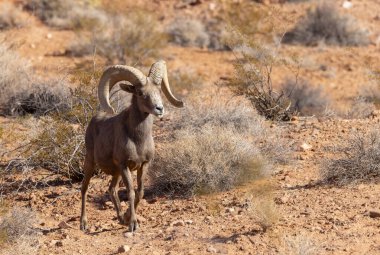 Nevada Çölü 'nde kışın bir çöl koyunu arabası.