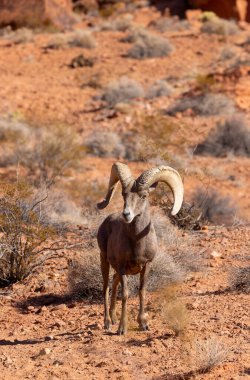 Nevada Çölü 'nde kışın bir çöl koyunu arabası.