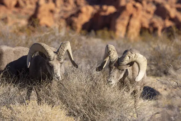 Kışın Nevada çölünde çöl koyunları.