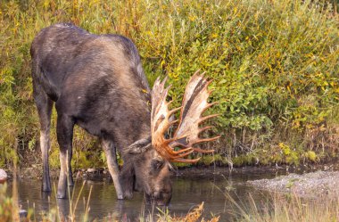 Grand Teton Ulusal Parkı Wyoming 'de sonbaharda bir geyik.