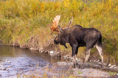 Grand Teton Ulusal Parkı Wyoming 'de sonbaharda bir geyik.