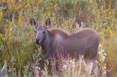 Grand Teton Ulusal Parkı 'nda sonbaharda Wyoming' de bir geyik gülü.
