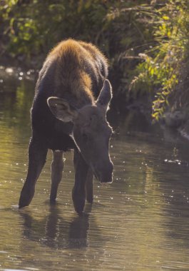Grand Teton Ulusal Parkı 'nda sonbaharda Wyoming' de bir geyik gülü.