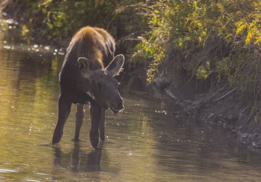 Grand Teton Ulusal Parkı 'nda sonbaharda Wyoming' de bir geyik gülü.