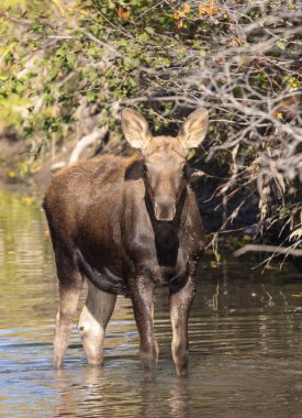 Grand Teton Ulusal Parkı 'nda sonbaharda Wyoming' de bir geyik gülü.