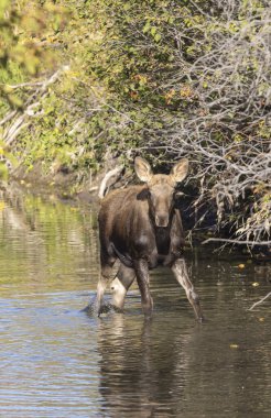 Grand Teton Ulusal Parkı 'nda sonbaharda Wyoming' de bir geyik gülü.