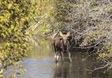 Grand Teton Ulusal Parkı 'nda sonbaharda Wyoming' de bir geyik gülü.