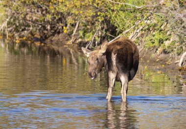 Grand Teton Ulusal Parkı 'nda sonbaharda Wyoming' de bir geyik gülü.