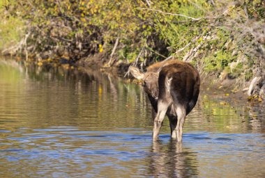 Grand Teton Ulusal Parkı 'nda sonbaharda Wyoming' de bir geyik gülü.