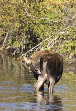 Grand Teton Ulusal Parkı 'nda sonbaharda Wyoming' de bir geyik gülü.