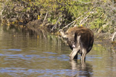 Grand Teton Ulusal Parkı 'nda sonbaharda Wyoming' de bir geyik gülü.