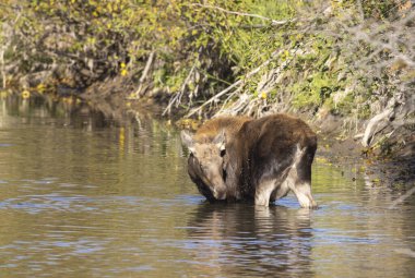 Grand Teton Ulusal Parkı 'nda sonbaharda Wyoming' de bir geyik gülü.