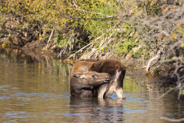Grand Teton Ulusal Parkı 'nda sonbaharda Wyoming' de bir geyik gülü.