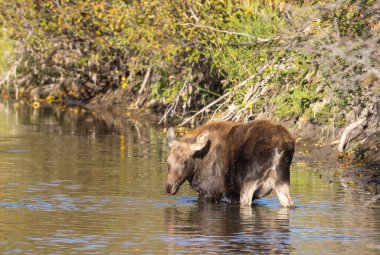 Grand Teton Ulusal Parkı 'nda sonbaharda Wyoming' de bir geyik gülü.