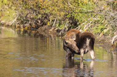 Grand Teton Ulusal Parkı 'nda sonbaharda Wyoming' de bir geyik gülü.