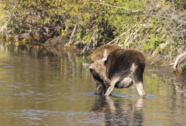 Grand Teton Ulusal Parkı 'nda sonbaharda Wyoming' de bir geyik gülü.