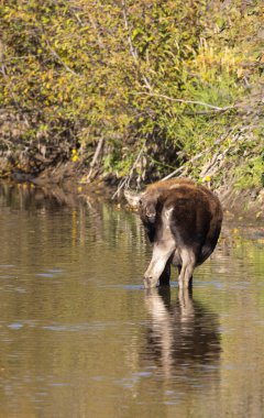 Grand Teton Ulusal Parkı 'nda sonbaharda Wyoming' de bir geyik gülü.