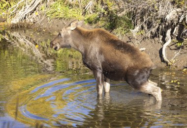 Grand Teton Ulusal Parkı 'nda sonbaharda Wyoming' de bir geyik gülü.