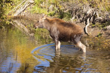 Grand Teton Ulusal Parkı 'nda sonbaharda Wyoming' de bir geyik gülü.