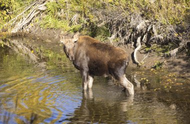 Grand Teton Ulusal Parkı 'nda sonbaharda Wyoming' de bir geyik gülü.