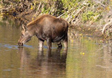 Grand Teton Ulusal Parkı 'nda sonbaharda Wyoming' de bir geyik gülü.