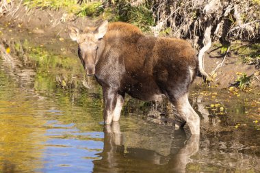 Grand Teton Ulusal Parkı 'nda sonbaharda Wyoming' de bir geyik gülü.