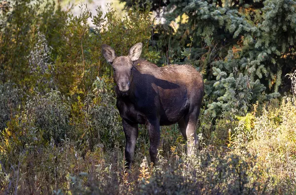 Grand Teton Ulusal Parkı 'nda sonbaharda Wyoming' de bir geyik gülü.