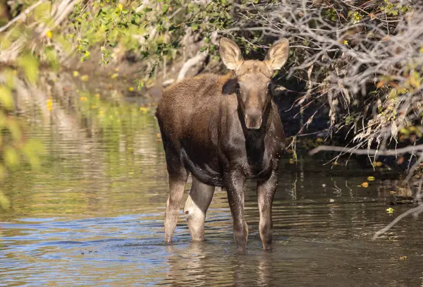 Grand Teton Ulusal Parkı 'nda sonbaharda Wyoming' de bir geyik gülü.