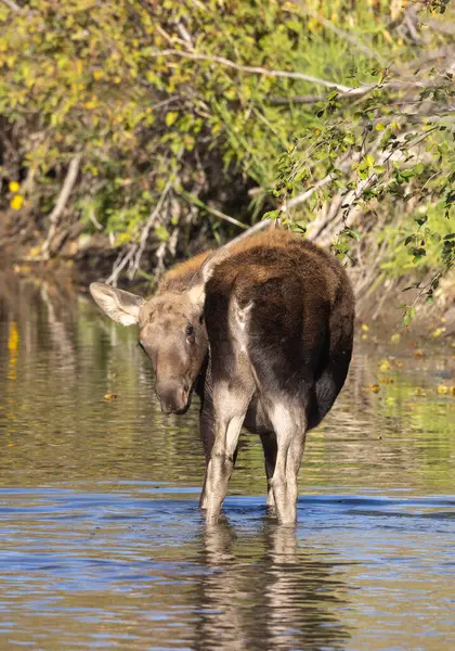 Grand Teton Ulusal Parkı 'nda sonbaharda Wyoming' de bir geyik gülü.