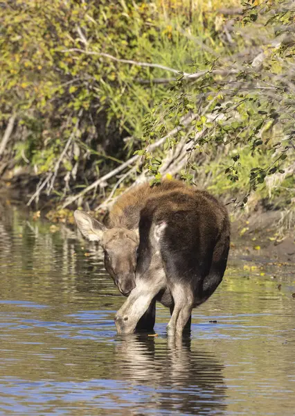 Grand Teton Ulusal Parkı 'nda sonbaharda Wyoming' de bir geyik gülü.