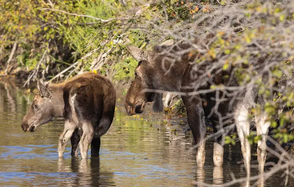 Grand Teton Ulusal Parkı 'nda sonbaharda Wyoming' de bir geyik gülü.