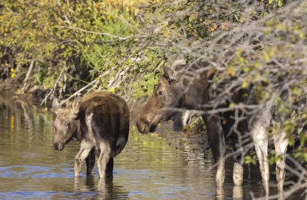 Grand Teton Ulusal Parkı 'nda sonbaharda Wyoming' de bir geyik gülü.