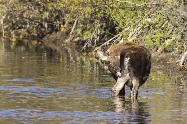 Grand Teton Ulusal Parkı 'nda sonbaharda Wyoming' de bir geyik gülü.