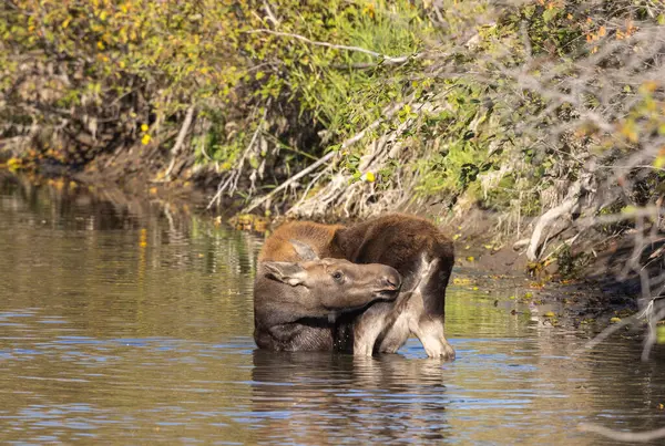 Grand Teton Ulusal Parkı 'nda sonbaharda Wyoming' de bir geyik gülü.