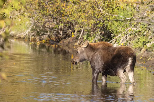 Grand Teton Ulusal Parkı 'nda sonbaharda Wyoming' de bir geyik gülü.
