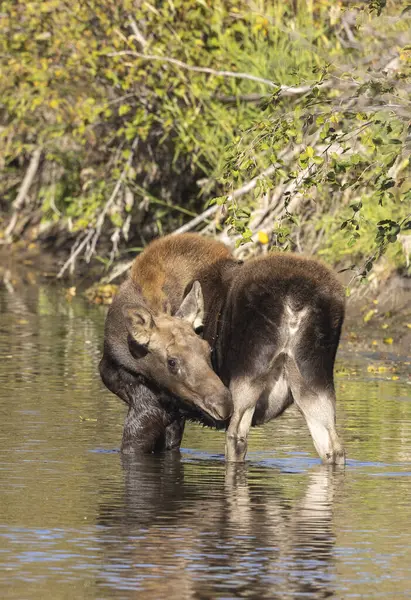 Grand Teton Ulusal Parkı 'nda sonbaharda Wyoming' de bir geyik gülü.