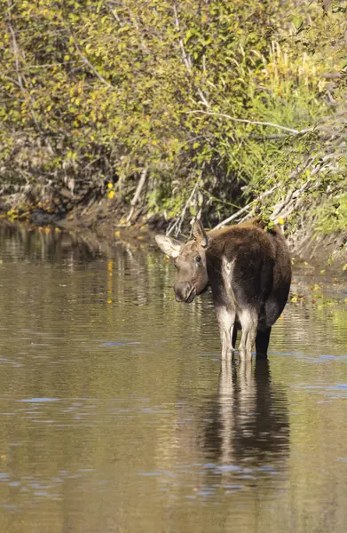 Grand Teton Ulusal Parkı 'nda sonbaharda Wyoming' de bir geyik gülü.