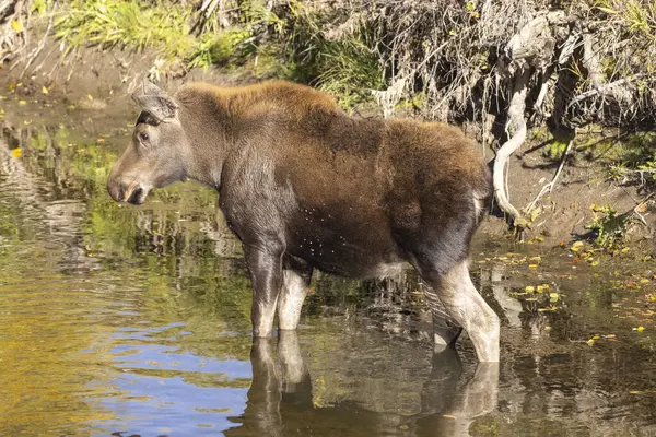 Grand Teton Ulusal Parkı 'nda sonbaharda Wyoming' de bir geyik gülü.