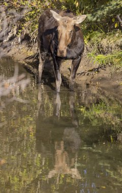Grand Teton Ulusal Parkı 'nda sonbaharda bir sığır geyiği.