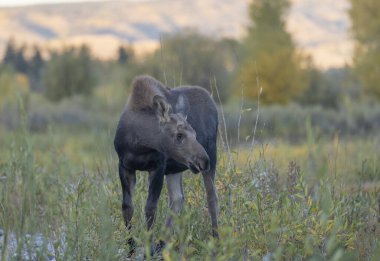 Grand Teton Ulusal Parkı 'nda sonbaharda bir sığır geyiği.