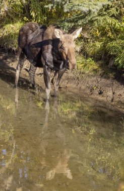 Grand Teton Ulusal Parkı 'nda sonbaharda bir sığır geyiği.