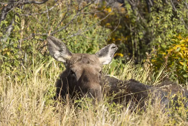 Grand Teton Ulusal Parkı 'nda sonbaharda bir sığır geyiği.