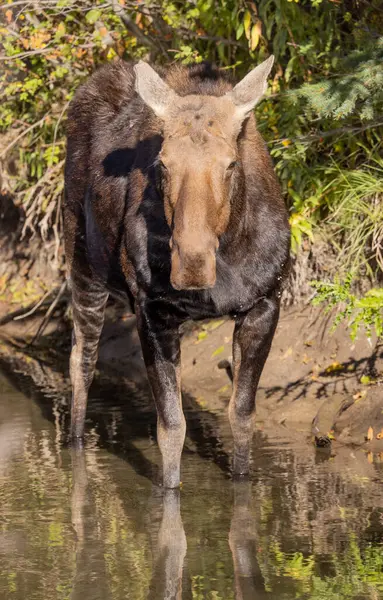 Grand Teton Ulusal Parkı 'nda sonbaharda bir sığır geyiği.
