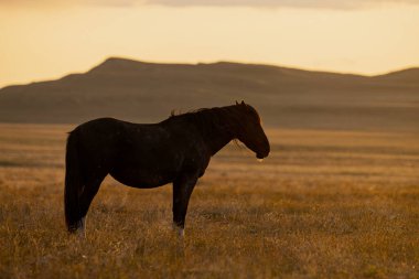 Utah Çölü'nde günbatımı, vahşi bir at