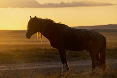 Utah Çölü'nde günbatımı, vahşi bir at