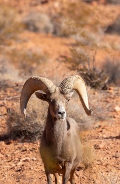 Nevada 'da, İtfaiye Vadisi' nde bir çöl ağılının koyun koçu.