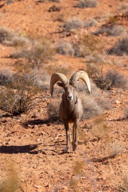 Nevada 'da, İtfaiye Vadisi' nde bir çöl ağılının koyun koçu.