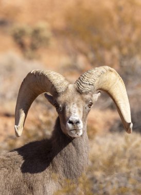Nevada 'da, İtfaiye Vadisi' nde bir çöl ağılının koyun koçu.