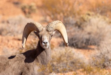 Nevada 'da, İtfaiye Vadisi' nde bir çöl ağılının koyun koçu.